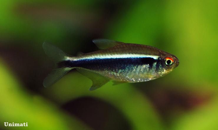 Specimen from the Danish aquarium trade; commercial strain.