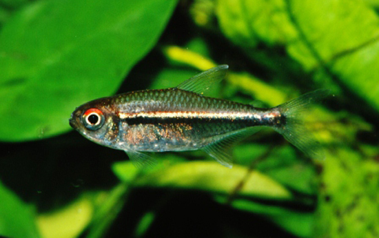 Adult male individual.