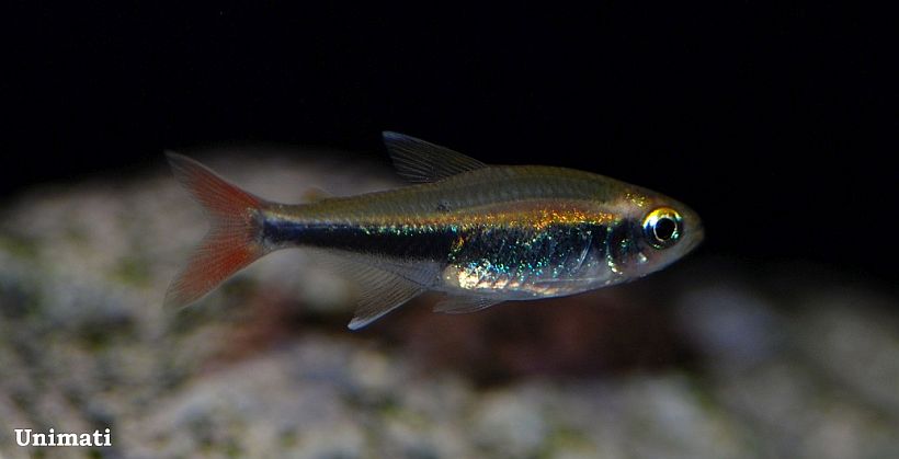 Specimen from the Danish aquarium trade.