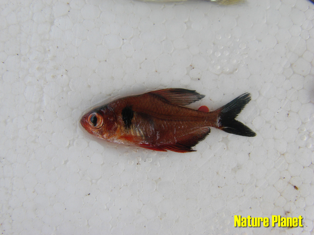 Freshly-collected adult female from the rio Cuiabá system, upper rio Paraguai, Mato Grosso state, Brazil.