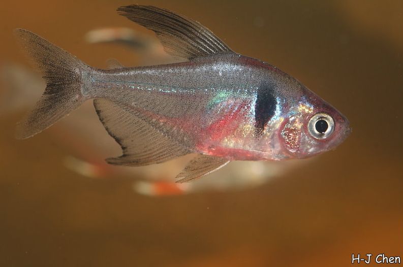 Young adult male; commercial strain.