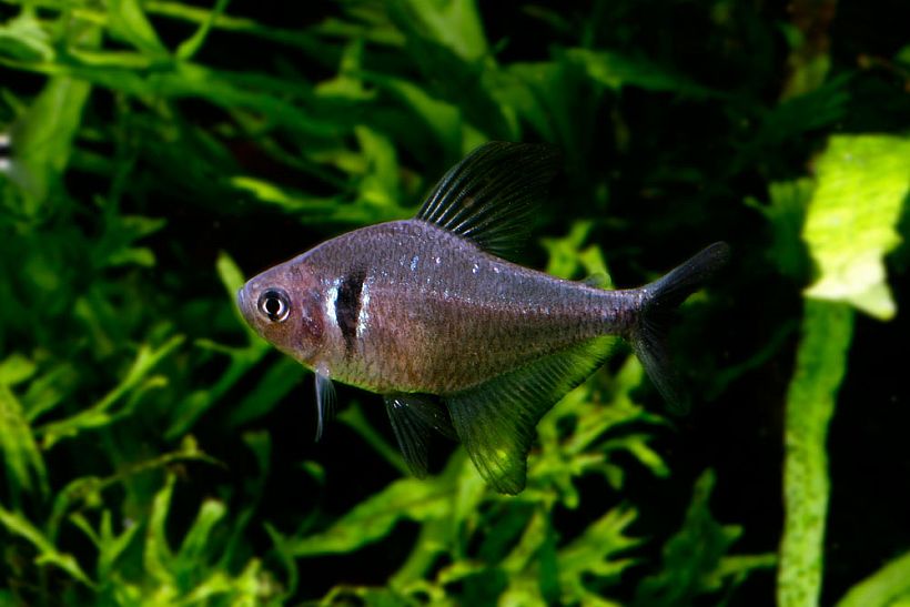 Adult male; commercial strain.