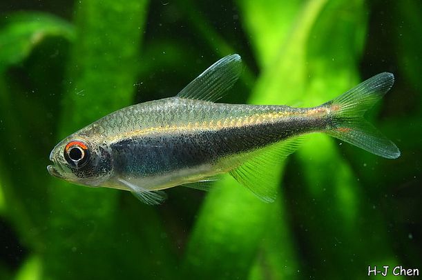 This species exhibits a distinctive red marking at the base of each caudal-fin lobe.