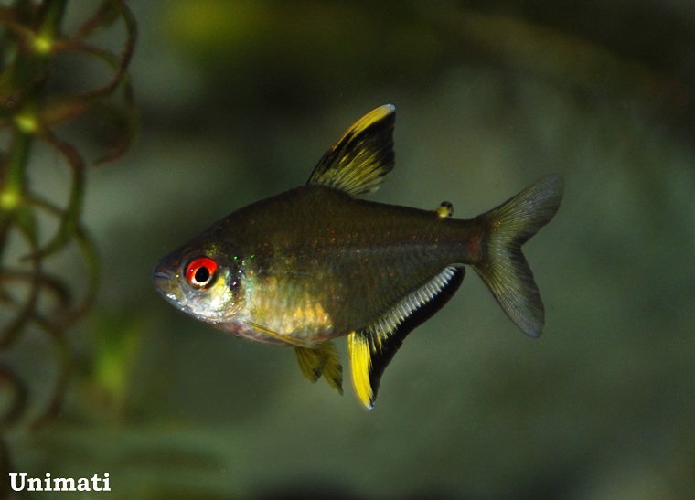 Wild individual from the Danish aquarium trade; 'lemon' colour form.
