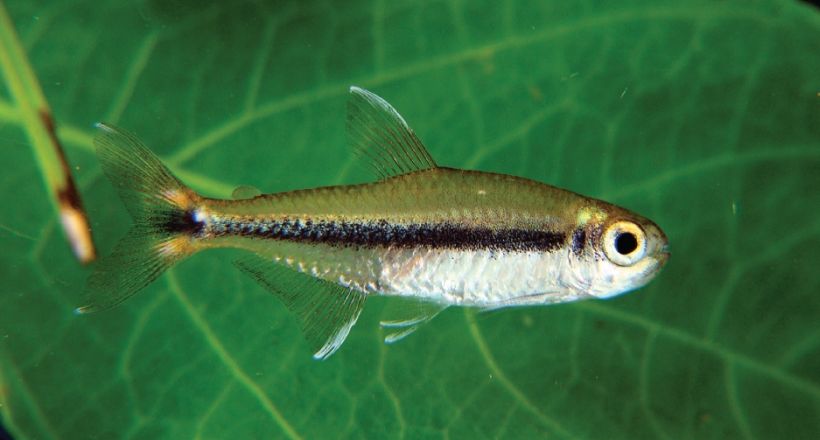 Specimen collected from the rio Tocantins basin close to Imperatriz, Maranhão state, Brazil.