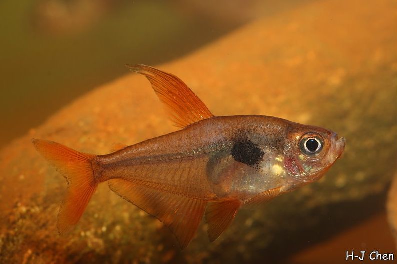 Adult male individual; commercial strain.