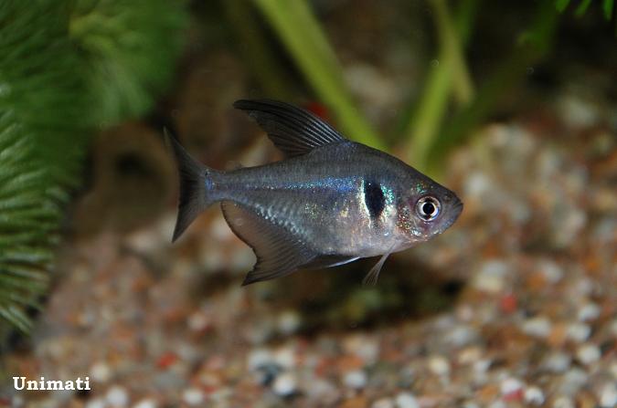 Adult male from the Danish aquarium trade; commercial strain.