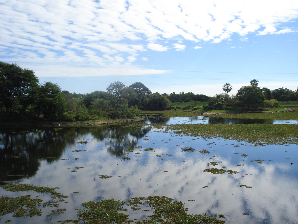 This species occurs in the Pantanal region, a vast, seasonally-inundated tropical wetland in western Brazil and eastern Bolivia.