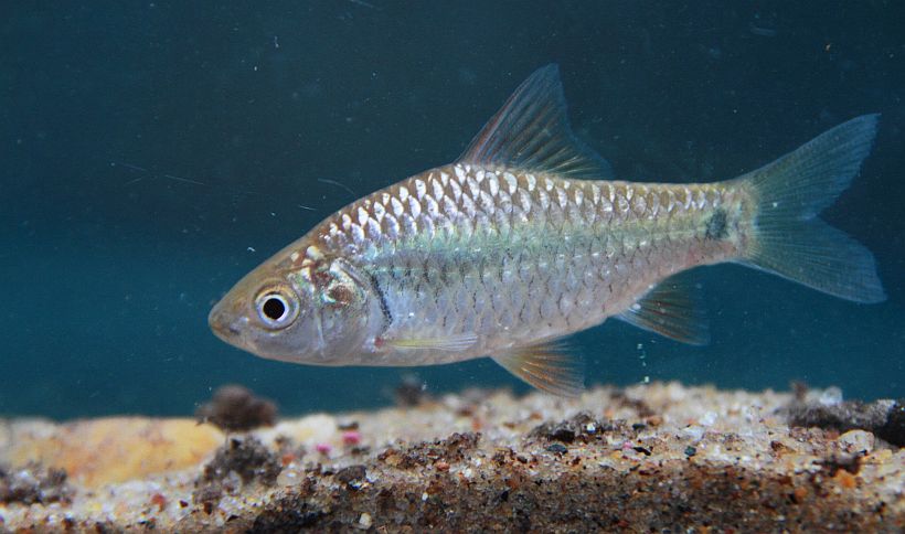 Specimen from the Bolgoda River, western Sri Lanka.
