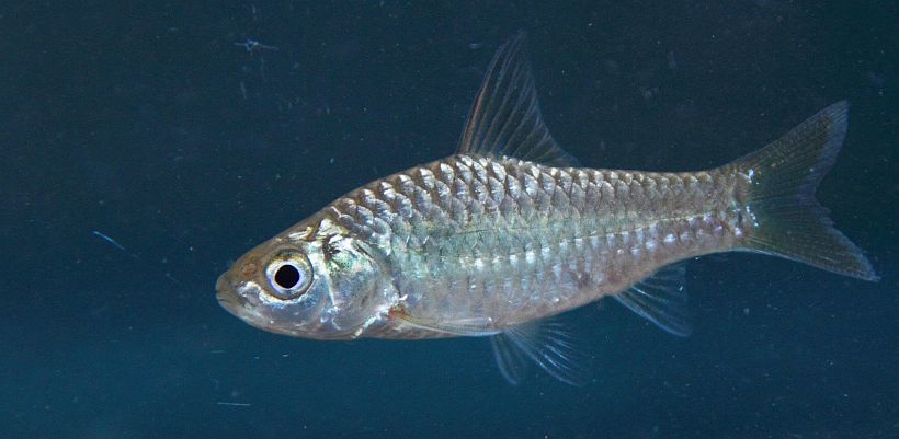 Specimen from the Bolgoda River, western Sri Lanka.