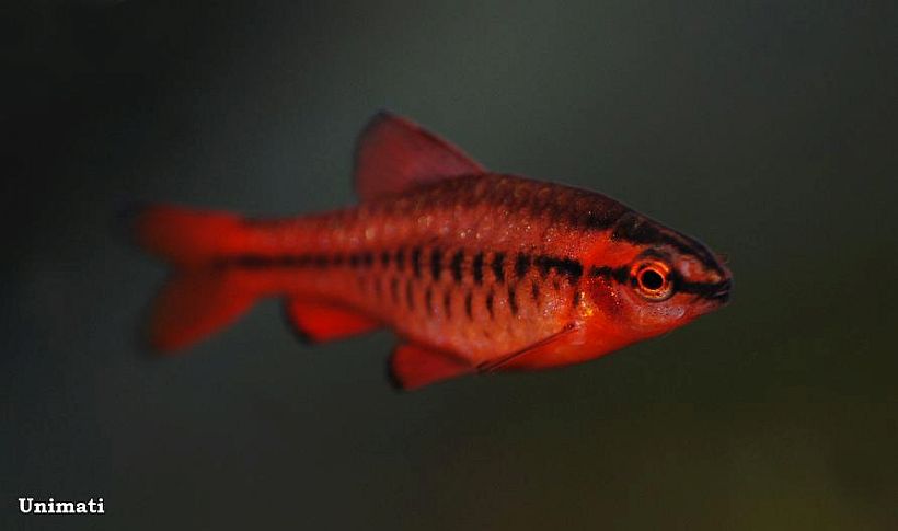 Male from the Danish aquarium trade.