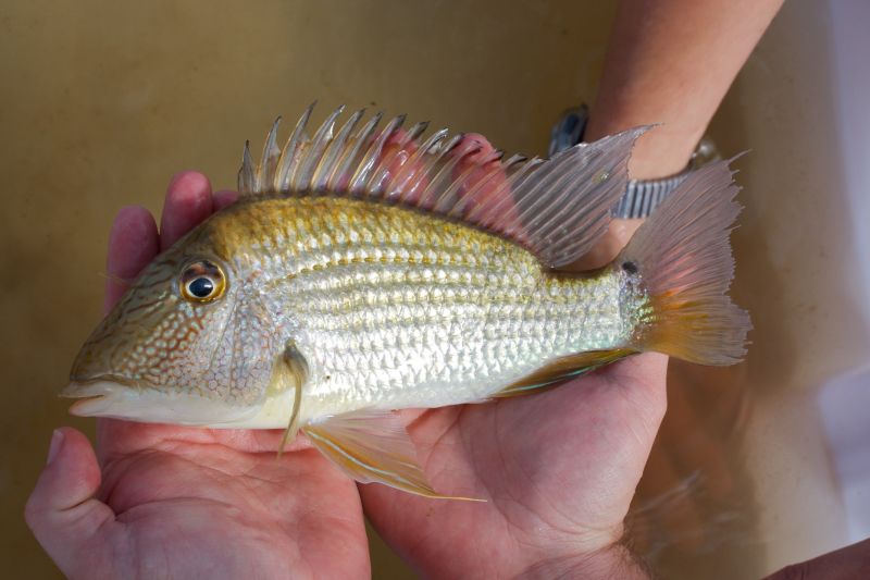 Wild adult individual from the rio Branco, Brazil.