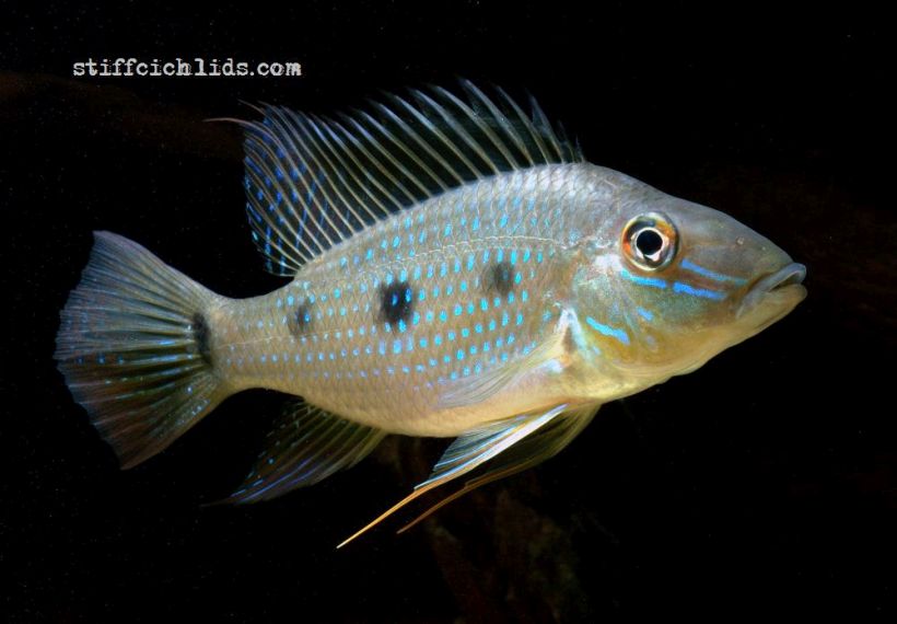 Adult individual in the aquarium.