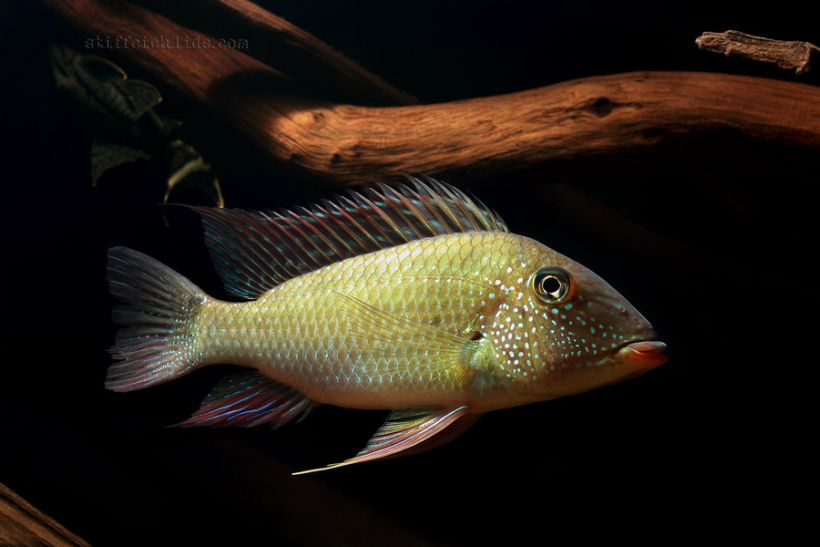 The systematic status of S. cf. leucosticta 'Amazonas red' remains unclear.