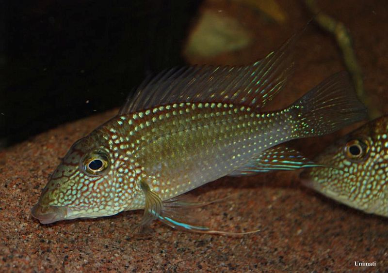 Wild specimen from Guyana exported to the Danish aquarium trade which should represent S. leucosticta sensu stricto.