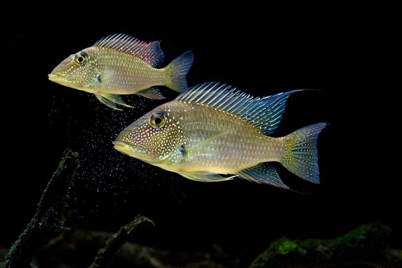 Adult pair, female at top; the difference in size between the sexes is not normally this pronounced.