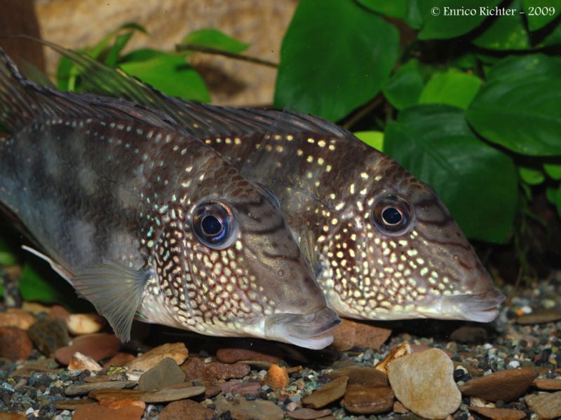 In aquaria all Satanoperca species do best when maintained as a group.
