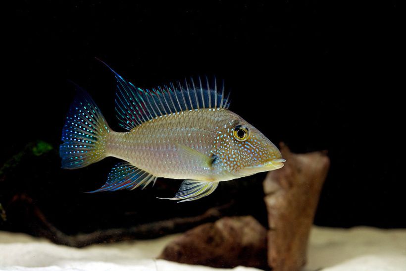 Subadult from the Australian aquarium trade.