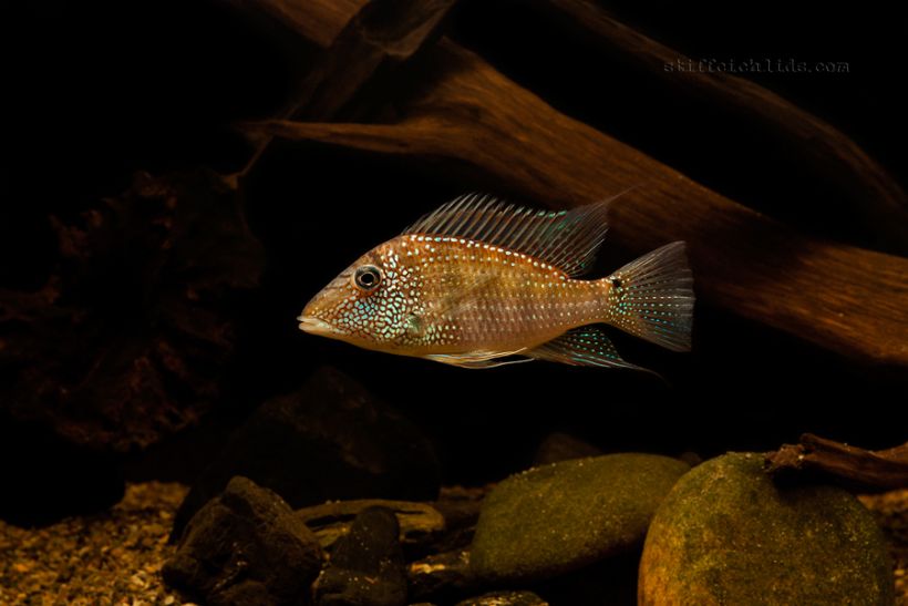 Specimen from the Slovakian aquarium trade.