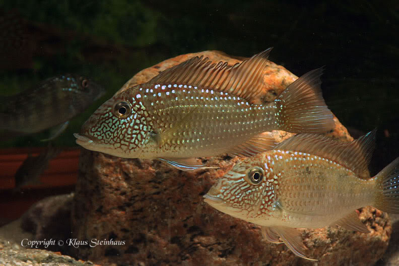 Adult individuals from the U.S. aquarium trade.