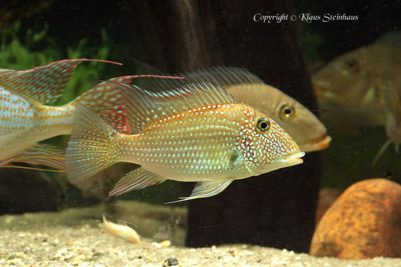 Some populations exhibit a reddish pigmentation below the dorsal-fin.
