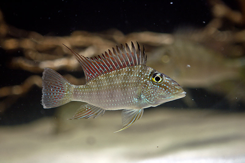 Subadult from the Australian aquarium trade.