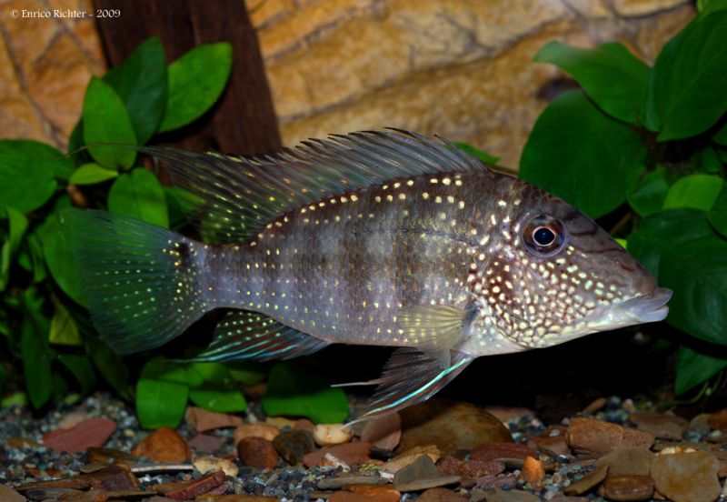 Adult individual from the German aquarium trade.