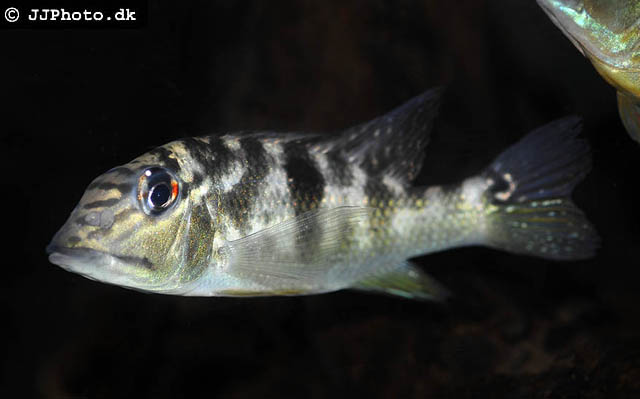 Juvenile individual exhibiting stress colour pattern.