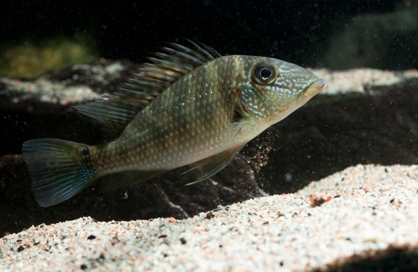 Young specimen browsing the substrate.