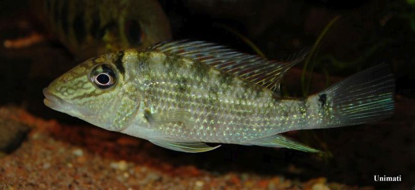 Another young individual from the Danish aquarium trade.