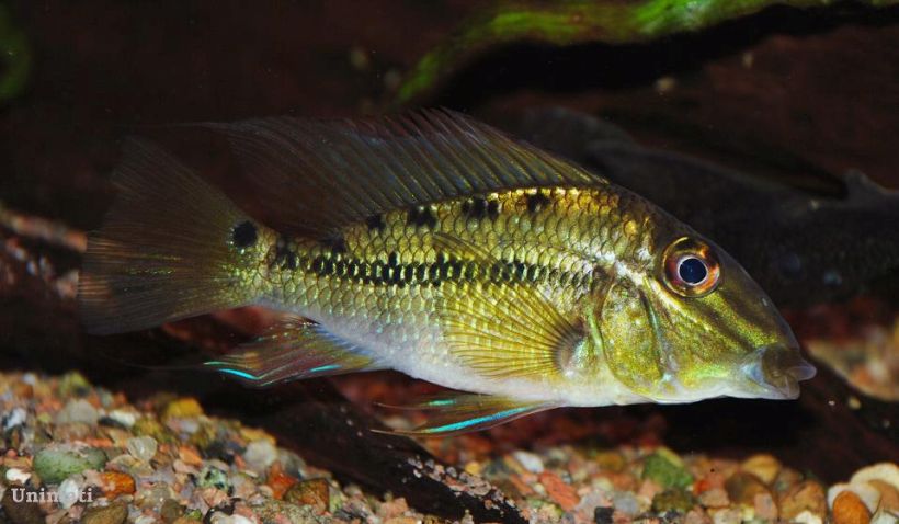 Subadult.