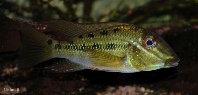 Specimen from the Danish aquarium trade.