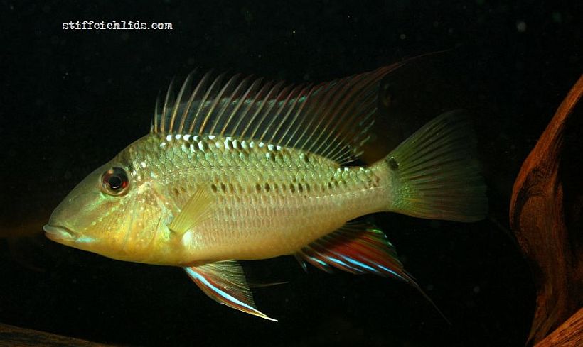 Adult individual.