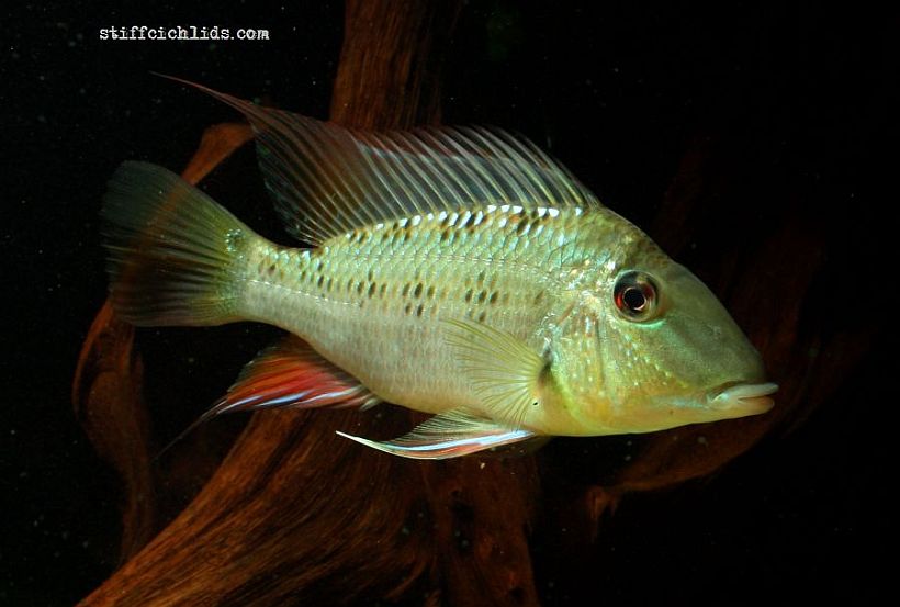 This species is easily distinguished from congeners by its distinctive colour pattern.