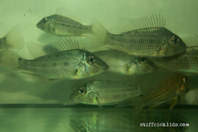 Subadults from the Slovakian aquarium trade.