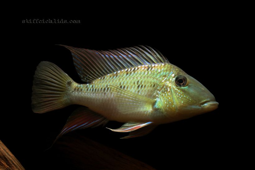 Adult individual from the Slovakian aquarium trade.