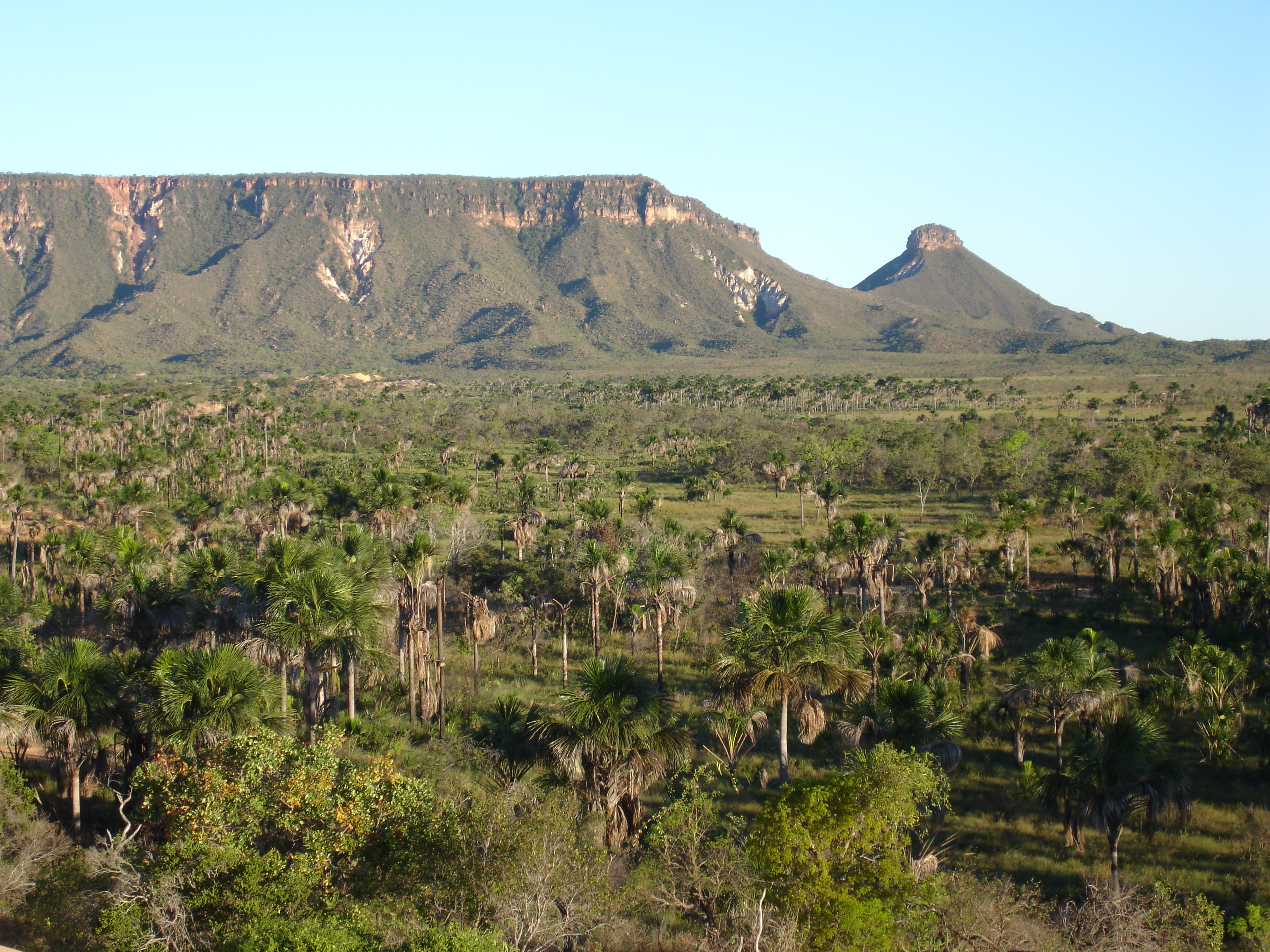 Typical cerrado habitat in Tocantins state, Brazil.