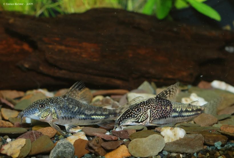 Adult pair, female on left.