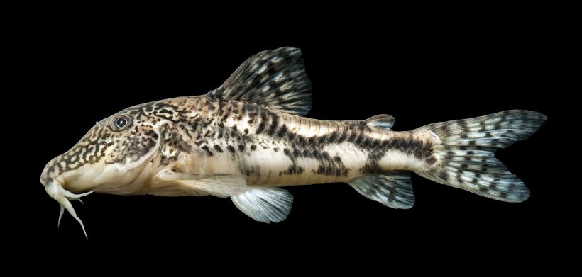 Preserved male individual.