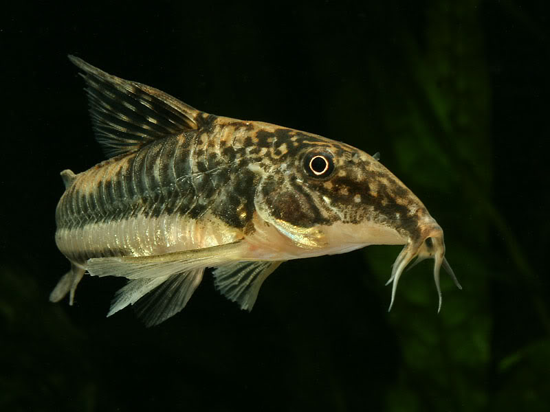 Detail of head and anterior portion of body.