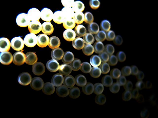 Eggs of S. barbatus.