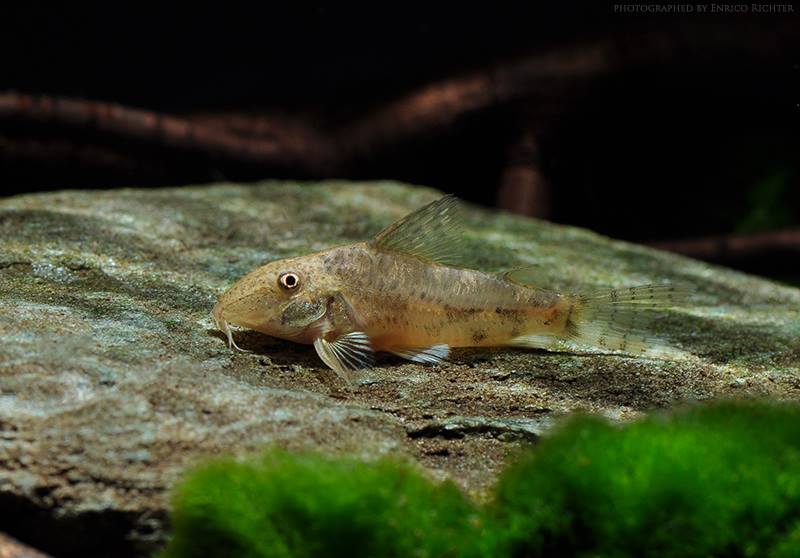 Female from the German aquarium trade.
