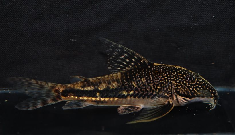 Wild-collected male individual from the UK aquarium trade.
