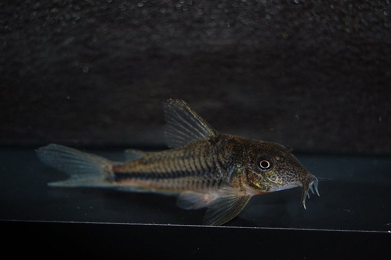 Specimen from the UK aquarium trade.