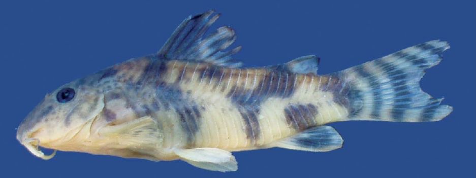 Holotype, MCP 38388, female, 36.7 mm SL, arroio Molha Coco, Praia Grande, Santa Catarina, Brazil; lateral view.