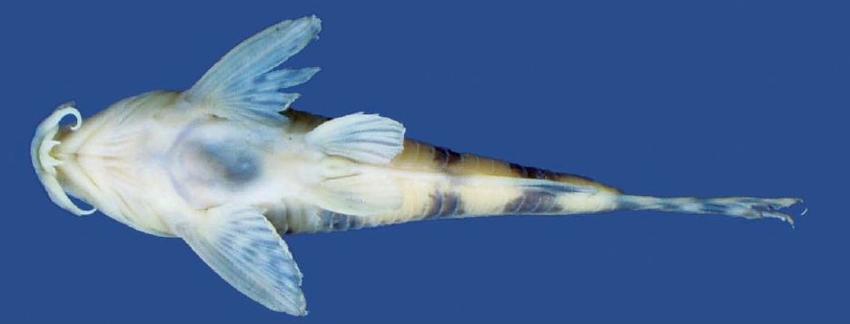 Holotype, MCP 38388, female, 36.7 mm SL, arroio Molha Coco, Praia Grande, Santa Catarina, Brazil; ventral view.