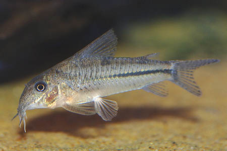 Specimen from the UK aquarium trade.