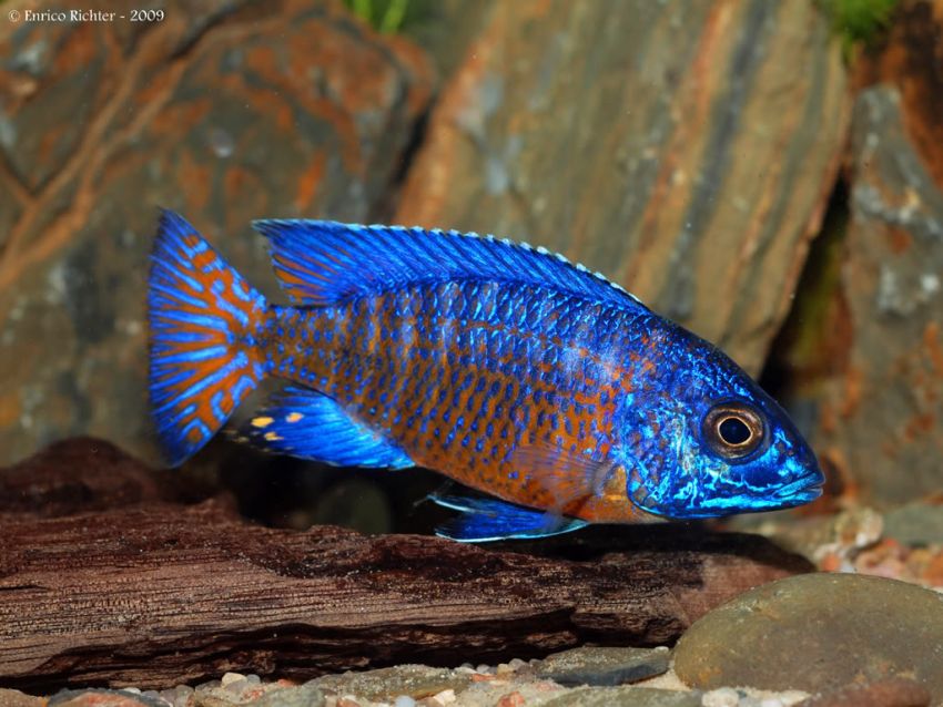 Adult male; Ngara population. This form is sometimes referred to as 'flametail' in the aquarium hobby.