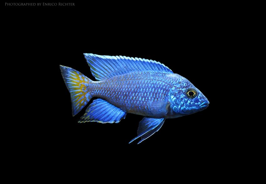 Male individual from the German aquarium trade; population not supplied.
