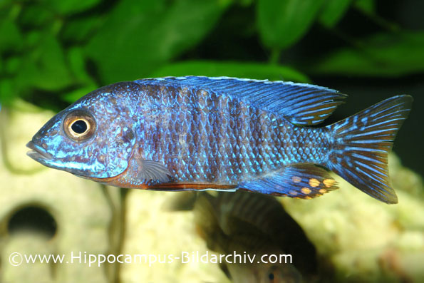 Adult male; Cobe population.
